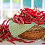 세계에서 가장 매운 고추